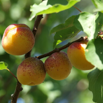 Prunus armeniaca 'Hongaarse'